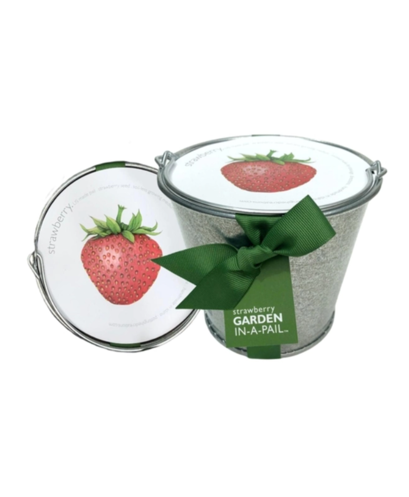 grow strawberry in a pail