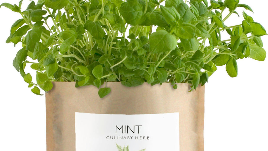 An open bag of mint Garden in a Bag