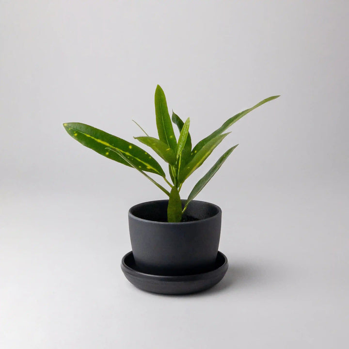 Bamboo Fibre (Black) Mini Planter