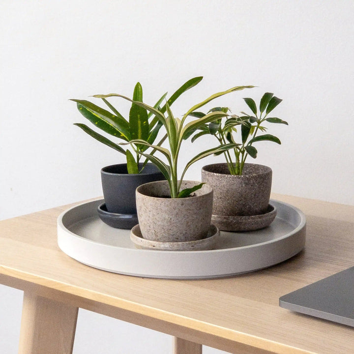 Wheat Husk Mini Planter