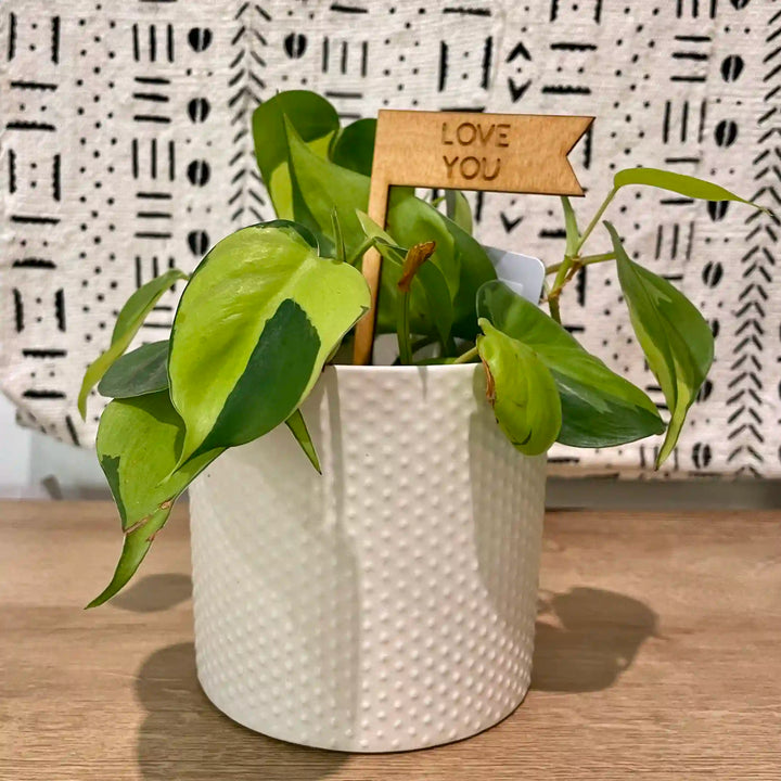 Cream Pebble Planter
