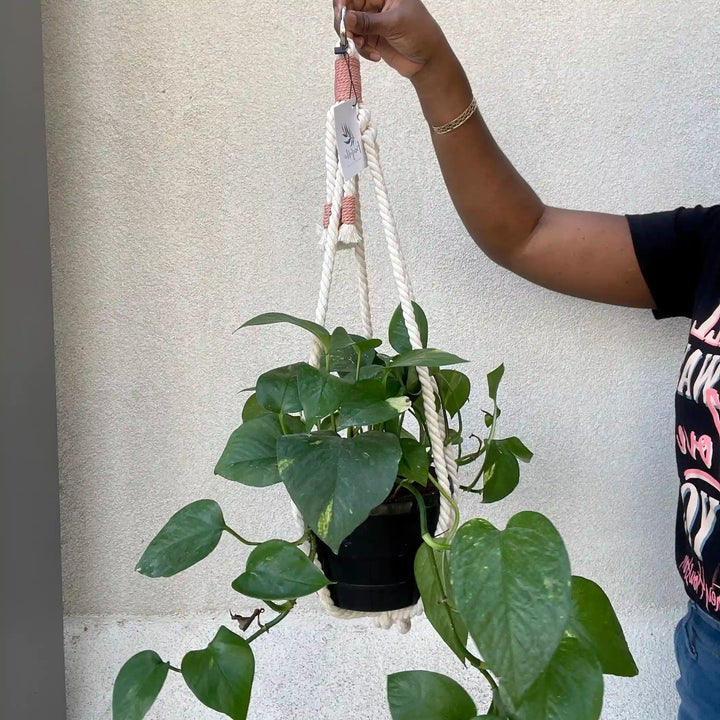 Freefille - Macrame Plant Hanger, No Tassel, Cat Friendly