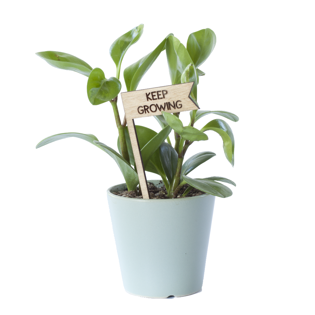 Savvie Studio - Plant Pick - Keep Growing - New Origin Shop 