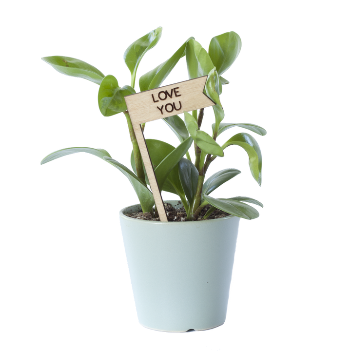 Savvie Studio - Plant Pick - Love You - New Origin Shop 