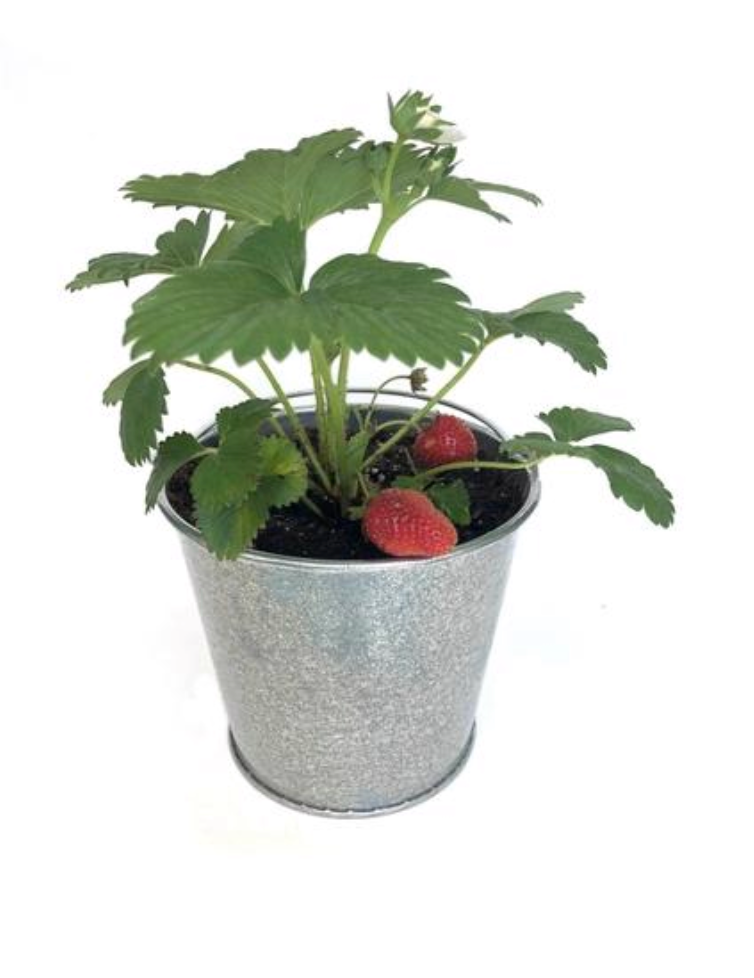 grow garden in a pail strawberry