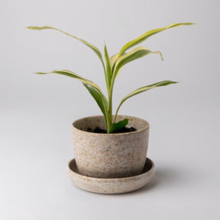 Rice Husk Mini Planter 