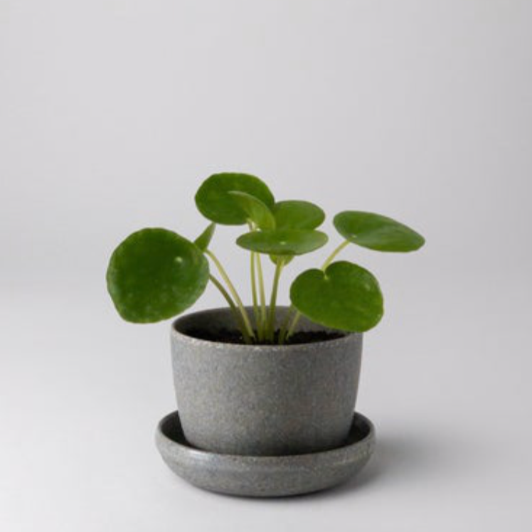 wheat (grey) husk mini planter