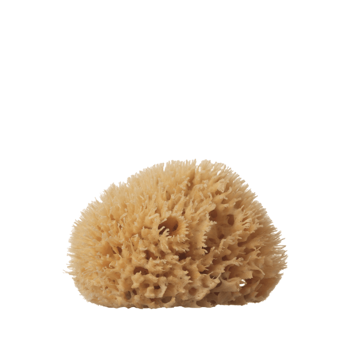 wool sea sponge - medium [ 4-5" ]-Well Kept