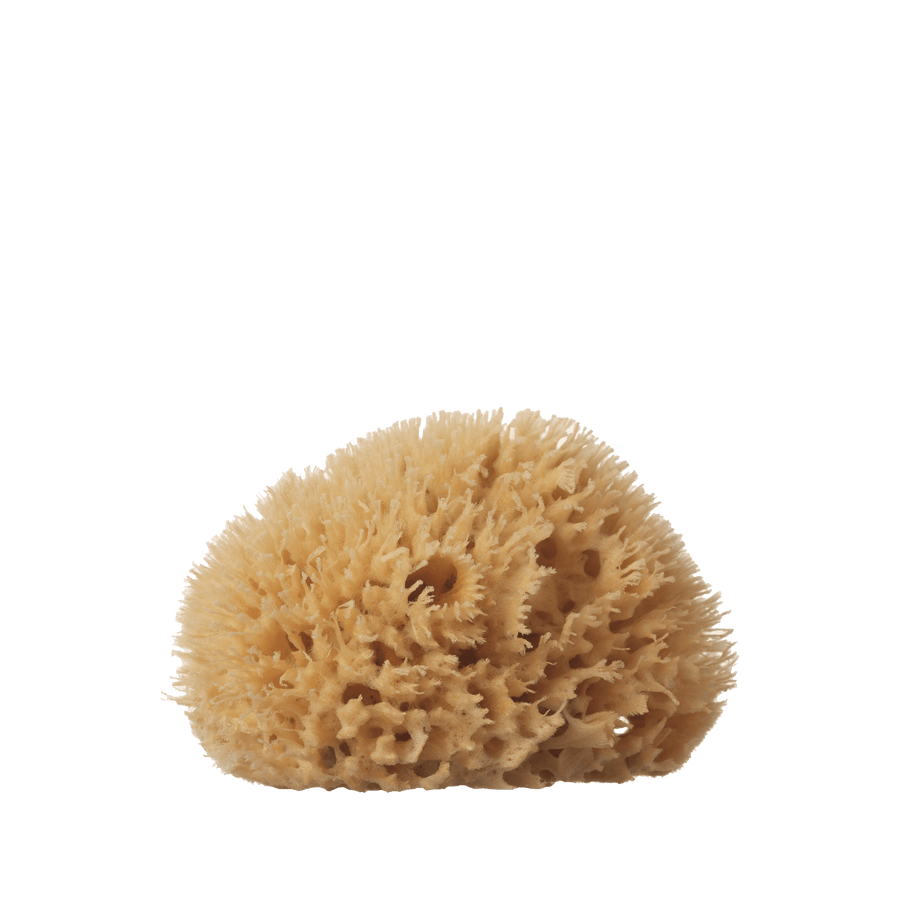 wool sea sponge - medium [ 4-5" ]-Well Kept